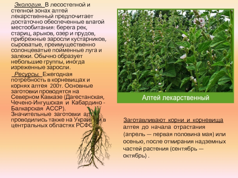 Корни алтея лекарственного. Алтей лекарственный доклад. Корни Алтея заготавливают от растений. Лекарственные растения Таджикистана.