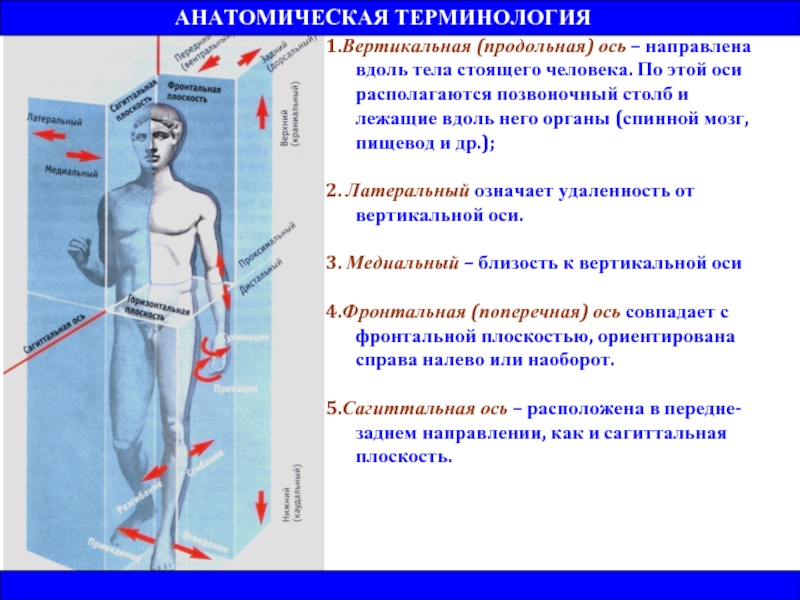 Вертикальная ось упражнения. Оси тела человека продольная ось. Вертикальная ось человека. Вертикальная ось анатомия. Вертикальная продольная ось.
