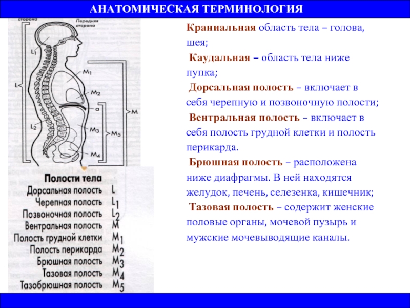 Краниальный это. Краниальная область тела. Области туловища. Краниальный это в анатомии. Краниальная каудальная дорсальная.