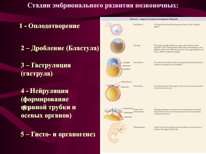 Характеристика стадий эмбрионального периода. Этапы эмбрионального развития позвоночного животного. Этапы эмбрионального развития позвоночных животных таблица. Этапы эмбрионального развития таблица. Фазы эмбрионального развития.