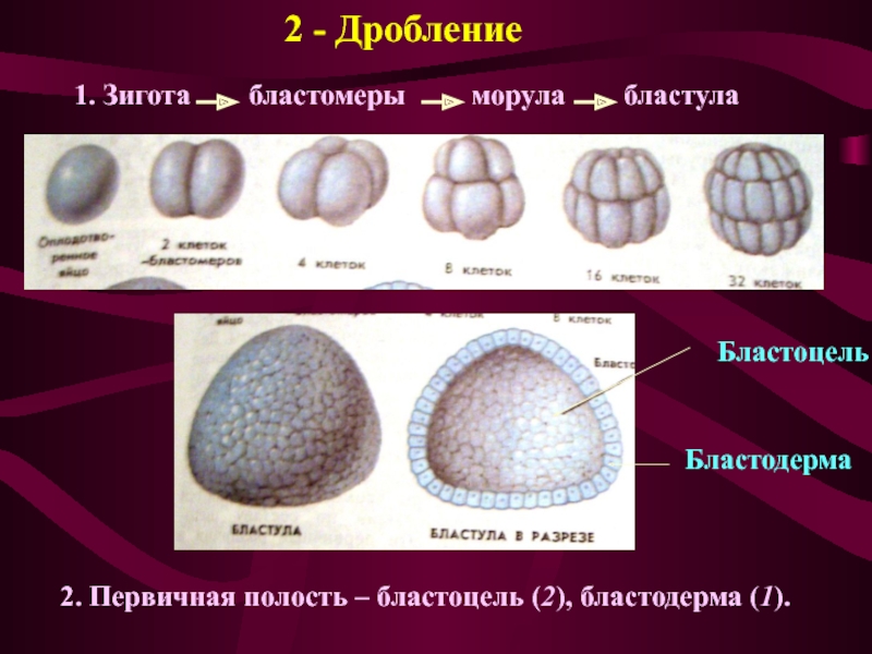 Размер бластулы