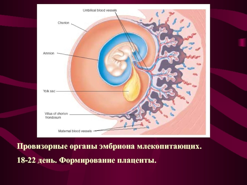 Плацента на какой неделе. Эмбрион млекопитающего. Развитие зародыша у млекопитающих. Эмбриональное развитие млекопитающих. Плацента провизорный орган.