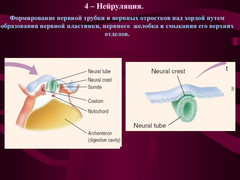 Нервная пластинка. Формирование нервной трубки. Нейруляция образование нервной трубки. Формирование хорды и нервной трубки. При образовании нервной трубки происходит.