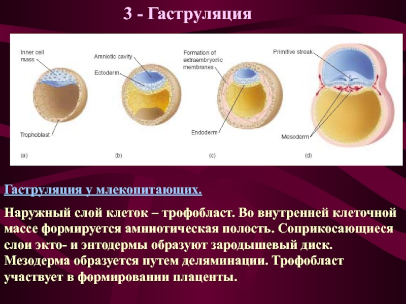 Трофобласт это. Внутренняя клеточная масса трофобласт. Гаструляция трофобласт. Гаструляция у млекопитающих. Это наружный зародышевый слой клеток.