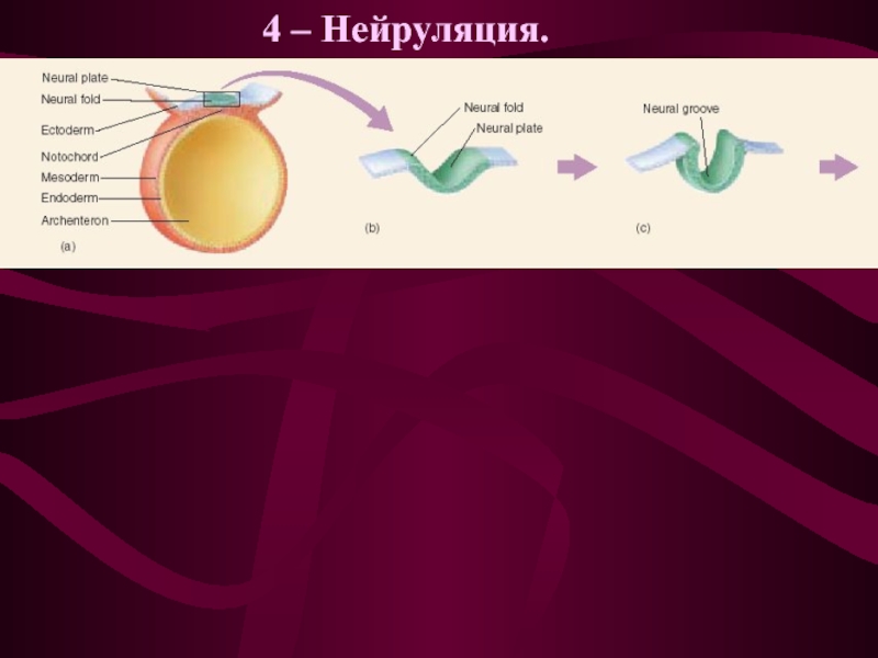 Эмбриональный период биология 9 класс