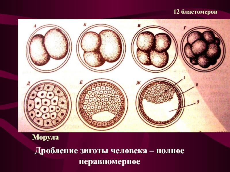 Дробление клеток зиготы. Бластомеры морулы. Схема последовательных стадий дробления зиготы:. Эмбриональный период развития дробление морула. Дробление зиготы человека.