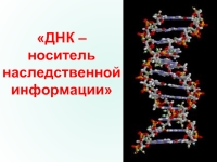 Реферат: ДНК - материальный носитель наследственности