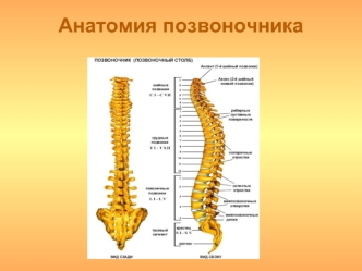 Анатомия позвоночника