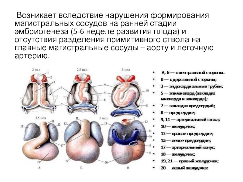 Развитие сердца презентация