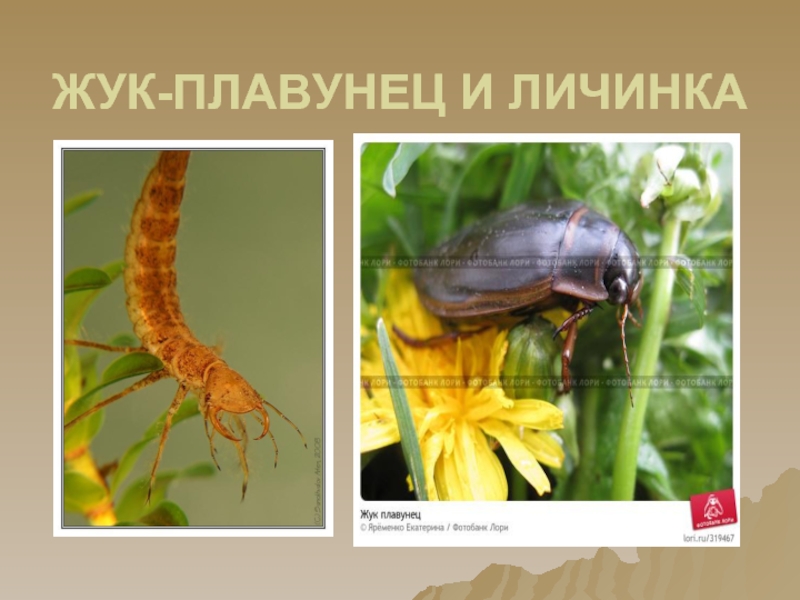 Личинка плавунца и стрекозы. Жизненный цикл жука плавунца. Жук плавунец стадии развития. Стадия развития личинки жука плавунец. Личинка жука плавунца строение.