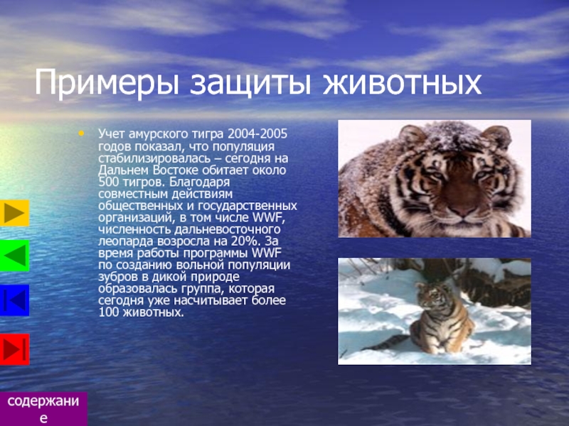 Зачем защищать животных. Доклад охрана животных. Охрана животных презентация. Презентация на тему охрана животных.