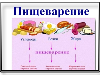 Система пищеварения