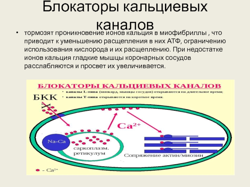 Блокаторы кальциевых каналов список препаратов при гипертонии. Блокаторы ионов кальция препараты. Классификация кальциевых блокаторов. Блокаторы медленных кальциевых каналов. Блокаторы кальциевых каналов механизм действия.