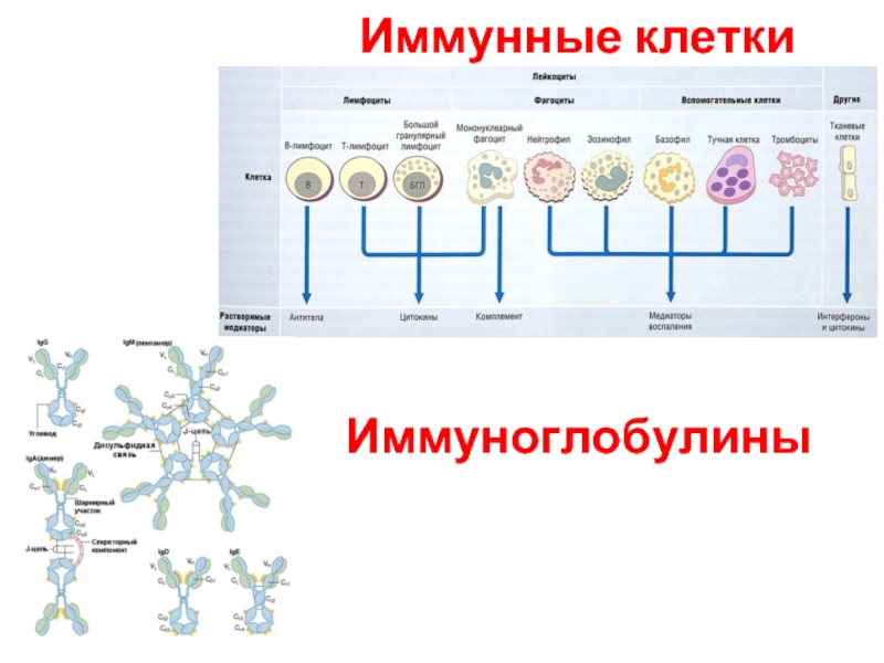 Иммунокомпетентные клетки презентация