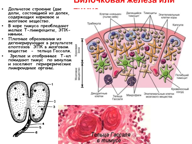 Тельца гассаля гистология