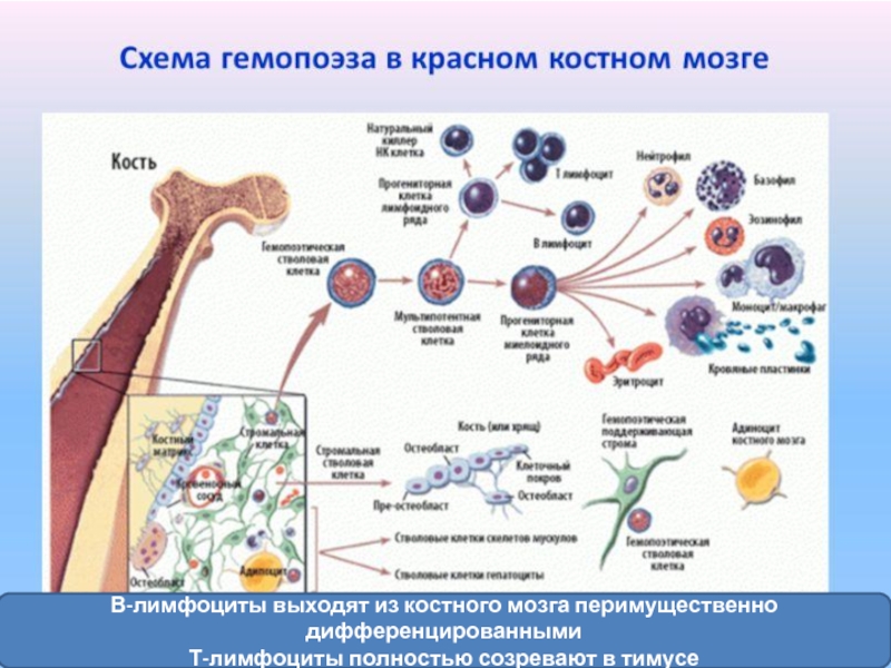 Схема костного мозга