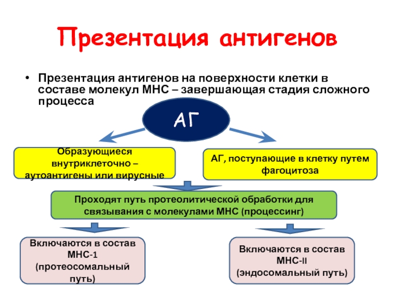 Презентация антигенов это