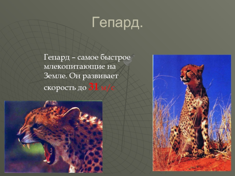 Сколько скорость гепарда. Гепард развивает скорость. Самое быстрое млекопитающее на земле. Скорость гепарда км/ч. Какую скорость может развить гепард.