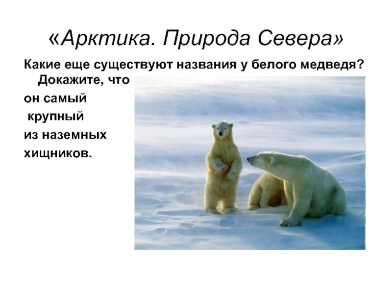 То что не названо не существует. Природа Арктики презентация. Народы Арктики презентация. Самый крупный хищник суши белый медведь. Арктика писатель.