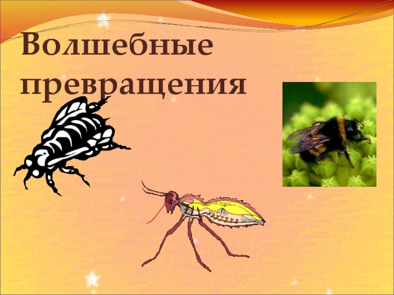 В кого превращался салтан. Волшебное превращение. Чудесные превращения. Чудесные превращения русский язык. Волшебное превращение надпись.