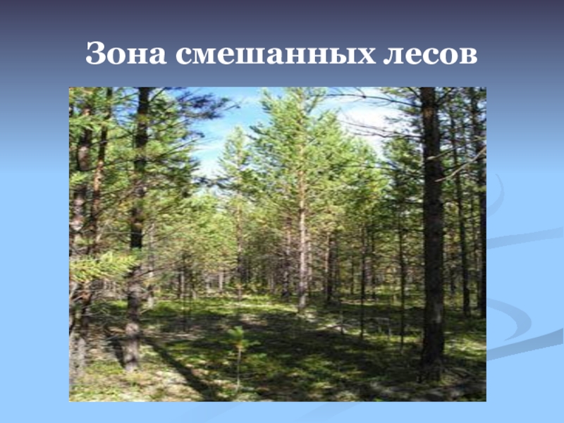 Растительный и животный мир смешанных лесов россии. Смешанные леса растения. Природные зоны России смешанные леса. Природная зона лесов. Животные и растения смешанных лесов.