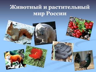Животный и растительныймир России