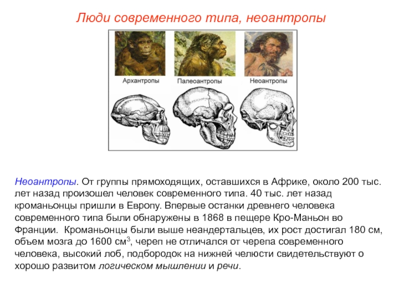 Объем мозга человека прямоходящего. Этапы эволюции человека: архантропы, Палеоантропы, Неоантропы.. Люди современного типа Неоантропы. Неантропы Палеоантропы. Эволюция современного человека.