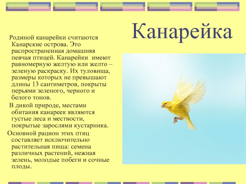 Заботливая канарейка план из 4 пунктов