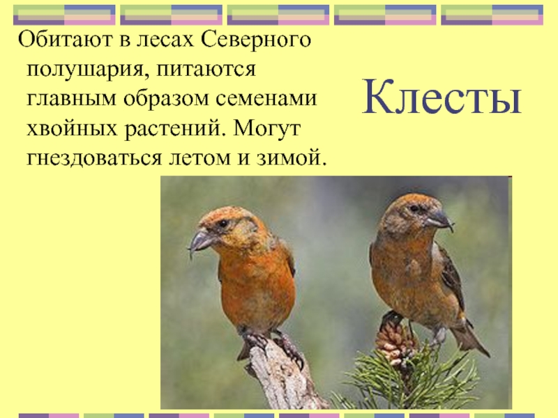 3 класс изложение клесты школа россии презентация обучающее