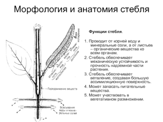 Морфология и анатомия стебля