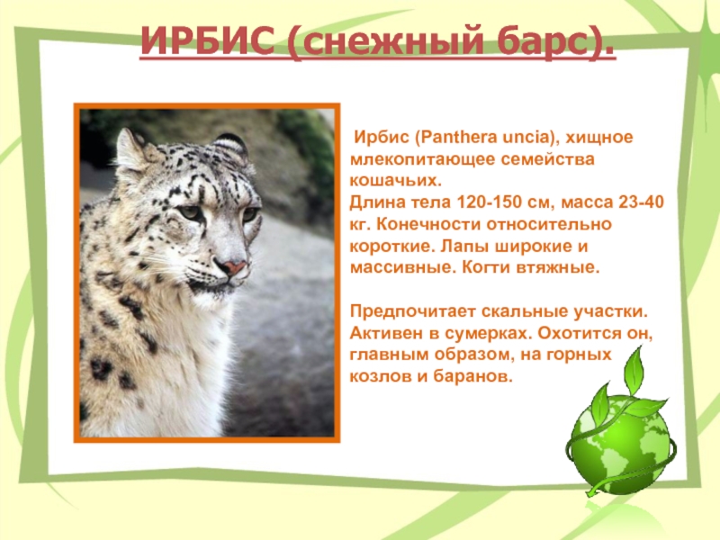 ИРБИС (снежный барс).  Ирбис (Panthera uncia), хищное млекопитающее семейства кошачьих. Длина