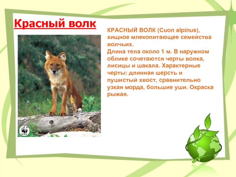 Красный волк  КРАСНЫЙ ВОЛК (Сuon alpinus), хищное млекопитающее семейства волчьих. Длина