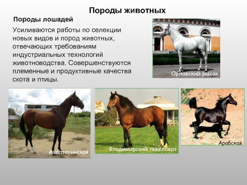 Породы литературы. Породы животных названия. Селекция лошадей. Породы домашних животных окружающий. Примеры порол дрмашних живо.