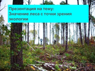 Значение леса с точки зрения экологии