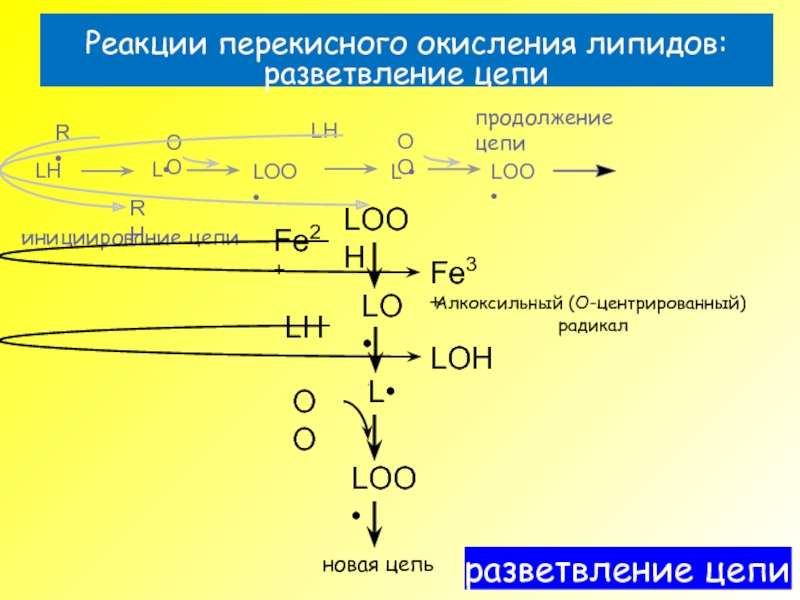 Перекисное окисление липидов презентация