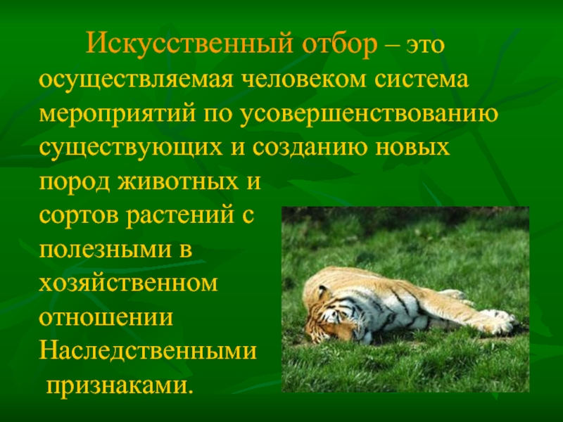 Искусственный значение. Искусственный отбор. Значение искусственного отбора. Значение искусственного отбора для человека. Механизм искусственного отбора.