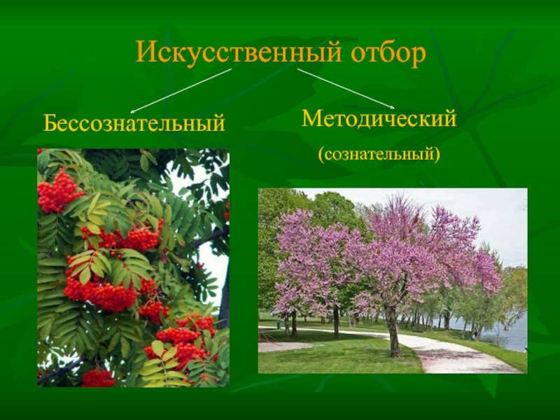 Отбор примеры растений