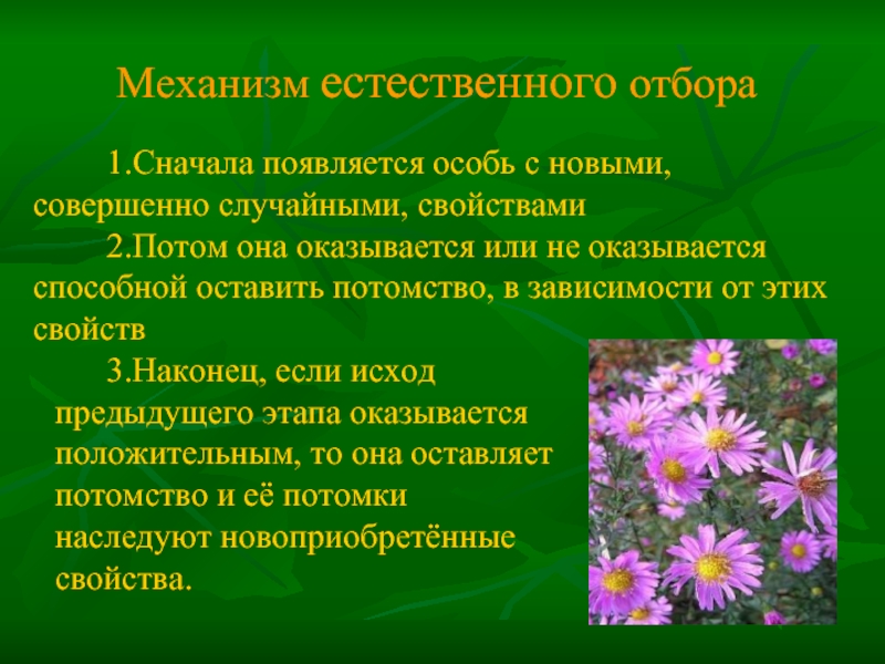 Действие естественного отбора. Механизм естественного отбора. Механизм естественного отбора по Дарвину. Механизм действия естественного отбора. Механизмы естественного отбора в популяции.