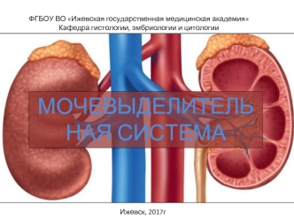 Мочевыделительная система