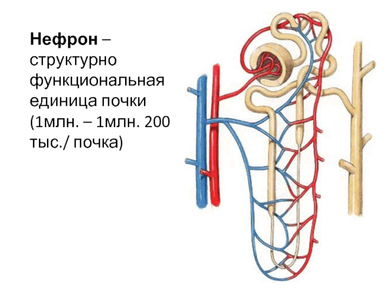 Структурно функциональная единица почки. Нефрон структурная единица почки. Мочевыделительная система нефрон. 1. Структурно-функциональная единица почки – нефрон. Нефроне — элементарной структурно-функциональной единице почек.