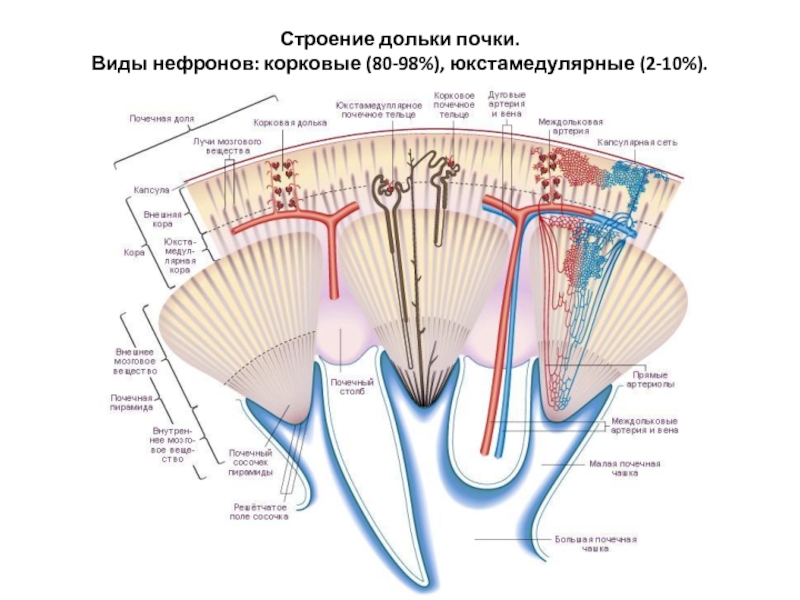 Схема почечной дольки