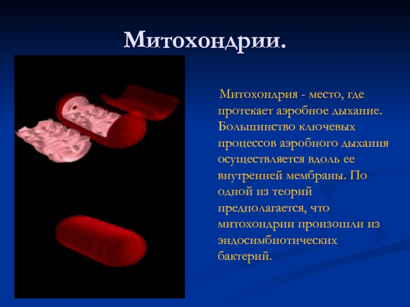 Митохондрия аэробный. Митохондрии у бактерий. У бактерий есть митохондрии. Есть ли митохондрии у бактерий.