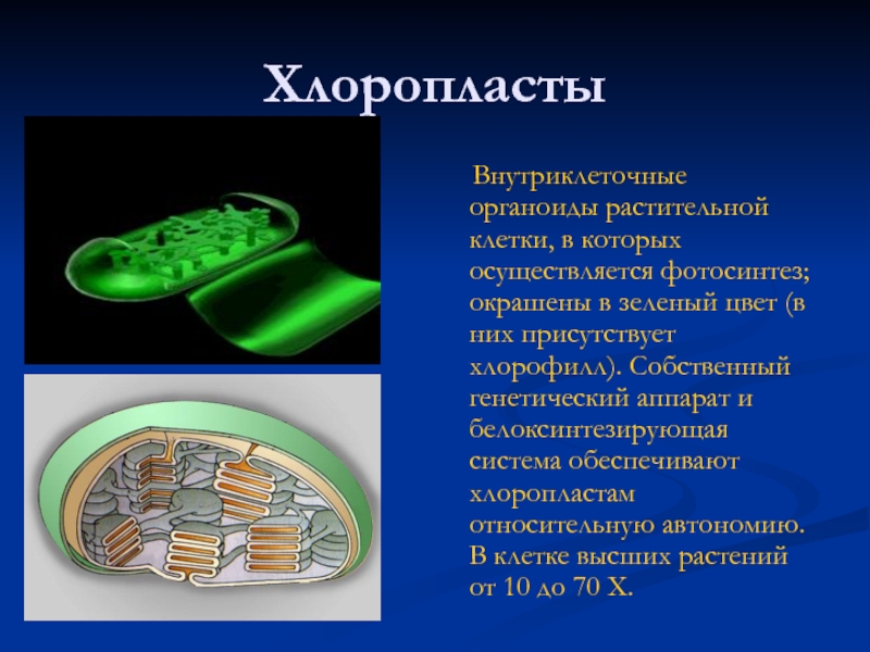 Хлоропласты определяют. Хлоропласты функции 5 класс биология. Что такое хлоропласты в биологии 6 класс. Биология 6 класс строение клетки хлоропласты. Органоиды клетки растения 6 класс хлоропласт.