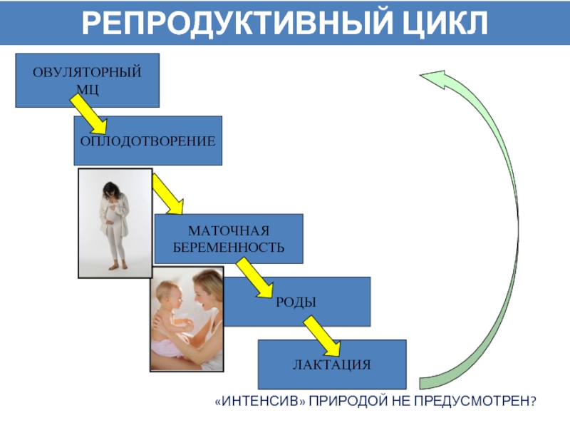 Почему людям репродуктивного возраста важно держать процесс. Репродуктивный цикл. Репродуктивный цикл человека. Стадии репродуктивного цикла. Репродуктивный цикл женщины.