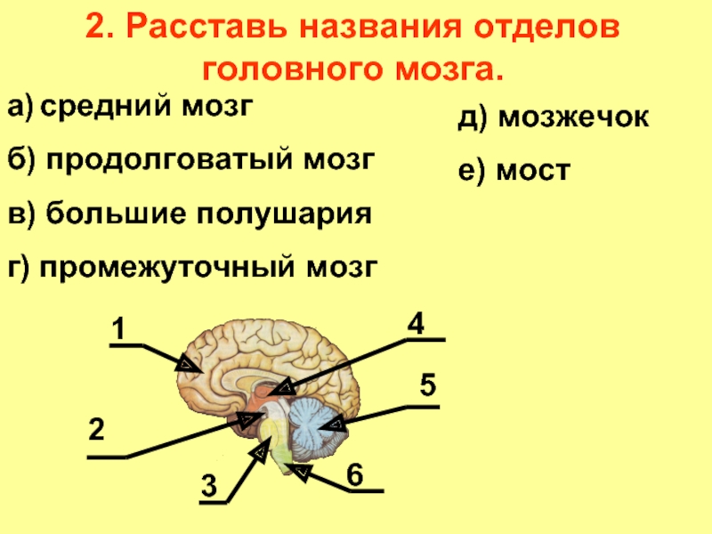 Каким номером на рисунке обозначен продолговатый мозг. Отделы мозга продолговатый промежуточный. Строение и функции среднего мозга мозга. Отделы головного мозга продолговатый промежуточный мозг. Строение отделов головного мозга задний мозг.