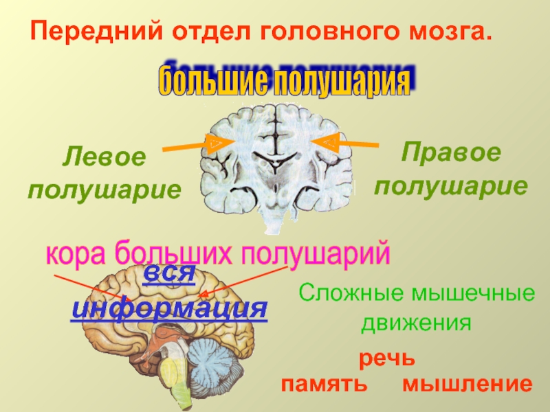Полушария переднего мозга имеют. Большие полушария переднего мозга. Рефлексы полушарий большого мозга. Рефлексы больших полушарий переднего мозга. Отделы головного мозга передний мозг.