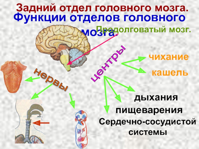 Кашель и чихание какой отдел мозга. Отделы головного мозга 8 класс биология. Отделы головного мозга 8 класс биология схема. Головной мозг строение и функции. Мозг строение и функции отделов.