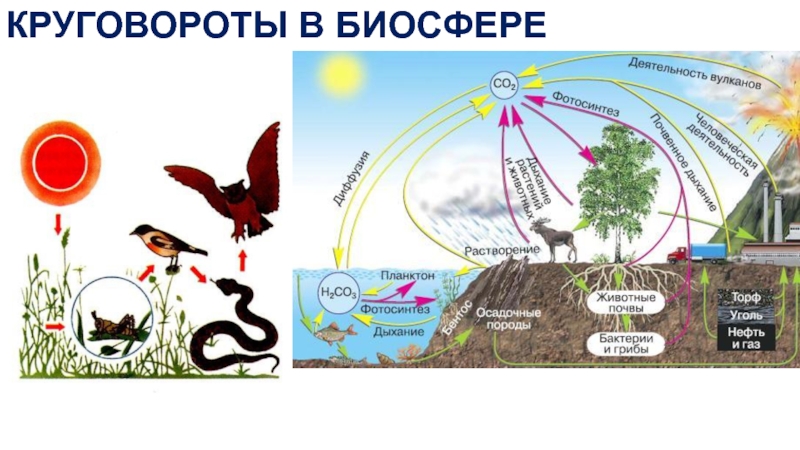 Круговорот веществ и энергии в биосфере схема