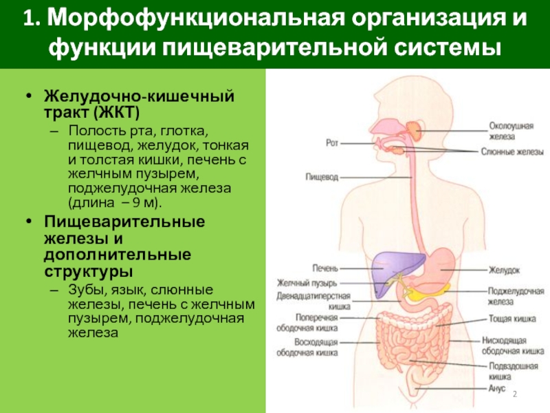 Реферат: Морфофункциональная характеристика места перехода пищевода в желудок