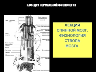 Спинной мозг. Физиология ствола мозга